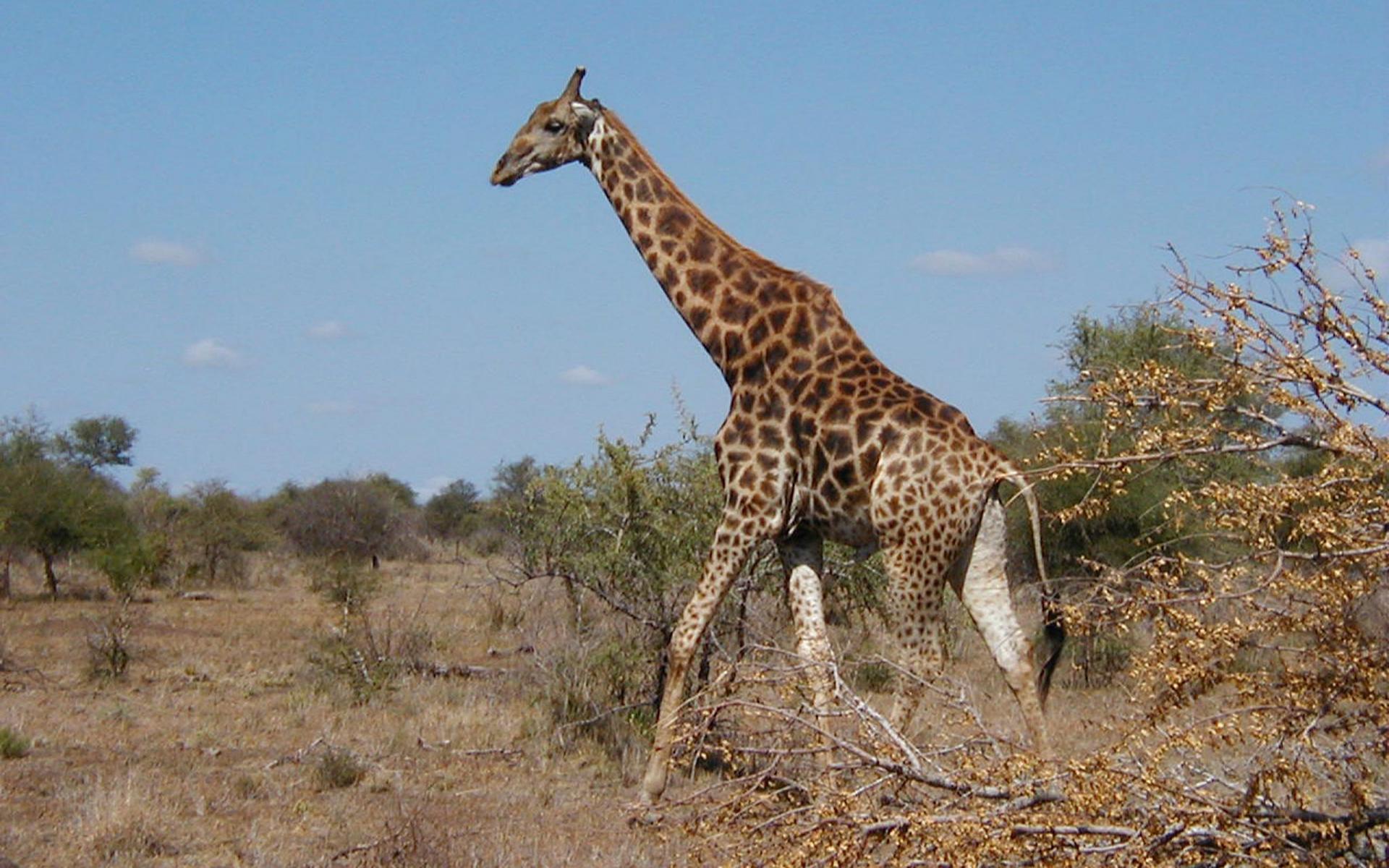 Namibia-Freundschafts-Tour